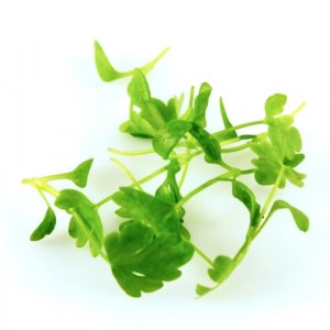 zeler mikrozelenina, microgreens celery, microgreens,